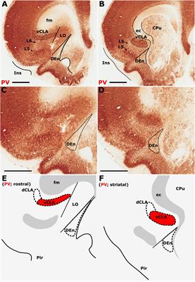 The Anatomical Boundary of the Rat Claustrum